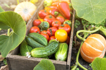 Fresh vegetables harvest in wooden box in sunlight close up. Organic cucumber, pepper, freshly...