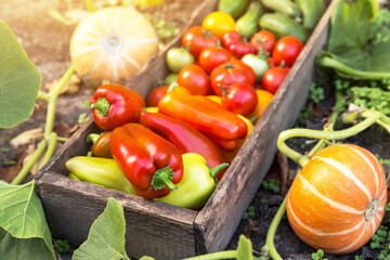 Fresh vegetables harvest in wooden box in sunlight close up. Organic pepper, cucumber, freshly harvested tomato on garden bed with pumpkin