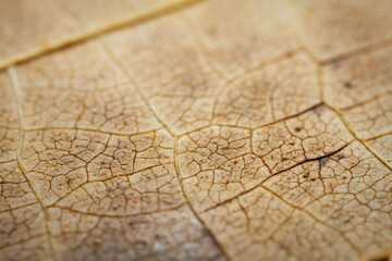 Fototapeta premium Extreme close-up of a dried leaf.