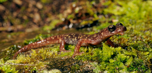 Sarrabus Cave Salamander // Sàrrabus-Höhlensalamander (Speleomantes sarrabusensis, Hydromantes sarrabusensis) - Sardinia, Italy