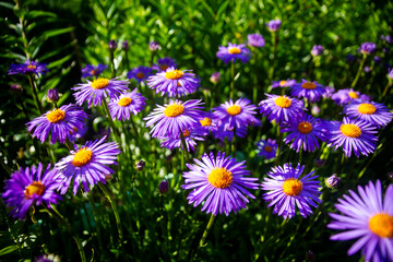 Purple flowers of Italian Asters