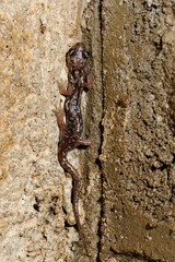 Sarrabus Cave Salamander // Sàrrabus-Höhlensalamander (Speleomantes sarrabusensis, Hydromantes sarrabusensis) - Sardinia, Italy
