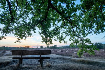 Holzbank in der Heidenlandschaft in der  Abendsonne