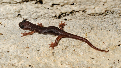 Sàrrabus-Höhlensalamander // Sarrabus Cave Salamander (Speleomantes sarrabusensis, Hydromantes...