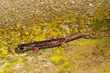 Sarrabus Cave Salamander // Sàrrabus-Höhlensalamander (Speleomantes sarrabusensis, Hydromantes sarrabusensis) - Sardinia, Italy