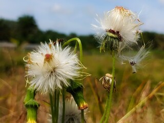 beautiful white sintrong flower with a flower texture like cat hair