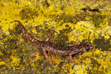 Obraz na płótnie Canvas Sàrrabus-Höhlensalamander // Sarrabus Cave Salamander (Speleomantes sarrabusensis, Hydromantes sarrabusensis) - Sardinien, Italien