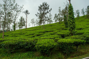 Trees in the middle of tea plantation adding a scenic beauty to the nature
