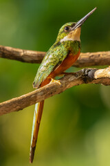 Rufous-tailed jacamar - Galbula ruficauda - perched with dark green background. Photo from Colombia.