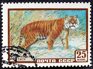 USSR-circa 1957: postage stamp printed of the USSR with the image and inscription in Russian Ussurian tiger , from the series Animals .