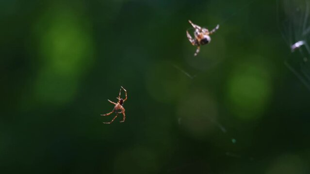 Diadem spider hanging in a web while an other one moving its legs and cutting the tiny strand of web. Male trying to mate with a female. European garden spiders (Araneus diadematus) mating ritual. 4K