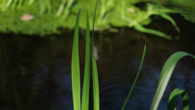 Fall webworm moth caterpillar (Hyphantria cunea) walking or crawling on a fresh green leaf near the river. Out of focus blue water surface in the background. Autumn wetland scenery in Hungary, Europe.