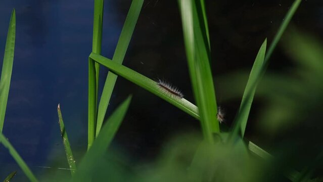 Fall webworm moth caterpillar (Hyphantria cunea) walking or crawling on a fresh green leaf near the river. Out of focus blue water surface in the background. Autumn wetland scenery in Hungary, Europe.