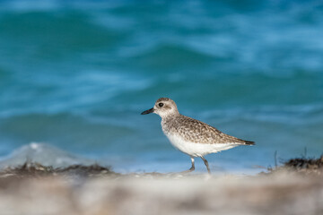 Grey plover or black-bellied plover - Pluvialis squatarola - on blue sea water background. Photo from Varadero in Cuba. Copy space left.