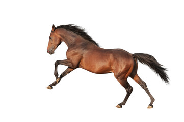 Handsome brown stallion galloping, jumping. Isolated horse png - obrazy, fototapety, plakaty
