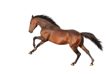 Handsome brown stallion galloping, jumping. Isolated horse png