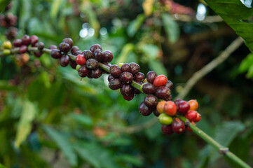 Coffee is a brewed drink prepared from red coffee berries. Here is organic red coffee berries forming a beautiful backgroung in focus.