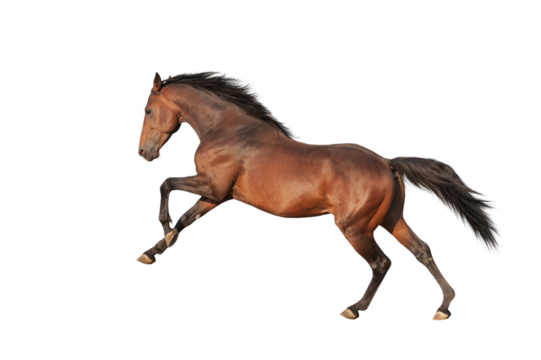 Handsome brown stallion galloping, jumping. Isolated horse png - Powered by Adobe