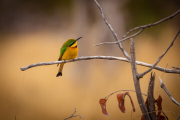 Beautiful little bee-eater sitting on a branch in the magical Okavango Delta in Botswana. Seen on a wilderness safari in July 2022.