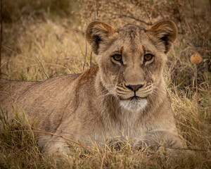 Lion lying in savanna grass in the  magical Okavango Delta in Botswana. Seen on a wilderness safari in July 2022.