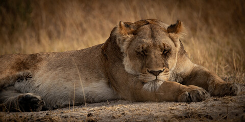 Tired lioness lying in savanna grass in the  magical Okavango Delta in Botswana. Seen on a wilderness safari in July 2022.