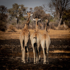 Giraffe butts in the afternoon light standing in the burnt flood plains of the magical Okavango Delta in Botswana. Seen on a wilderness safari in July 2022.