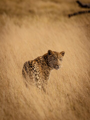 Leopard walking through savanna grass in the  magical Okavango Delta in Botswana. Seen on a wilderness safari in July 2022. © Rebekka