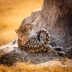 Grooming leopard in the afteroon sun in front of a termite mound in the  magical Okavango Delta in...