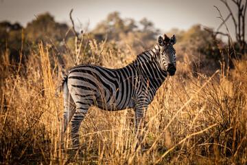 Zebra in the afternoon light standing in tall savanna grass in the magical Okavango Delta in Botswana. Seen on a wilderness safari in July 2022.