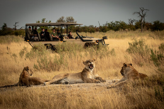 Yawning lioness with cubs lying in savanna grass in front of a safari jeep in the  magical Okavango Delta in Botswana. Seen on a wilderness safari in July 2022.