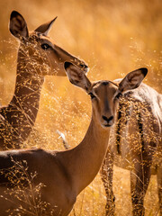 Impalas standing in savanna grass in the magical Okavango Delta in Botswana. Seen on a wilderness safari in July 2022. © Rebekka