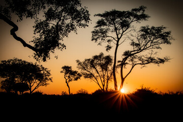 Naklejka na ściany i meble African sunset behind high Acacia trees in the magical Okavango Delta in Botswana. Seen on a Trans Okavango wilderness boat safari in July 2022.