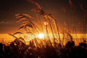 African sunset behind high grasses in the magical Okavango Delta in Botswana. Seen on a Trans...
