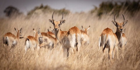 Reedbucks standing in tall savanna grass in the magical Okavango Delta in Botswana. Seen on a...