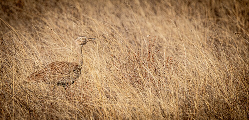 Red-crested korhaan well camouflaged in the savanna in the magical Makgadikgadi Pans in Botswana....