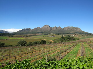 Fototapeta na wymiar Winery, Stellenbosch, Western Cape, South Africa