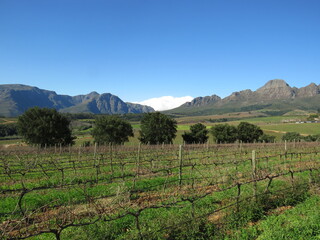 Fototapeta na wymiar Winery, Stellenbosch, Western Cape, South Africa