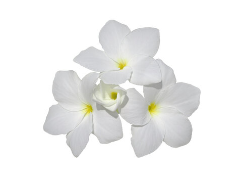 Bunch of frangipani fragrant flowers isolated transparent png. Plumeria blossom.