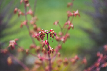 Red Japanese maple plant outdoor in sunny backyard