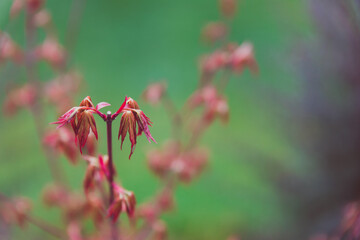 Red Japanese maple plant outdoor in sunny backyard