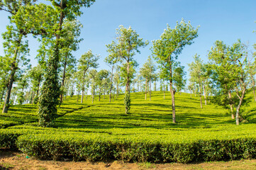 Trees in the middle of tea plantation adding a scenic beauty to the nature
