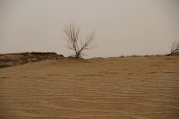 tree in the desert