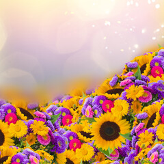 colorful field of sunflowers and mums