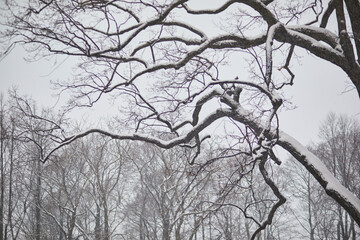 Fototapeta na wymiar tree branches covered with snow on a cold and snowy winter day
