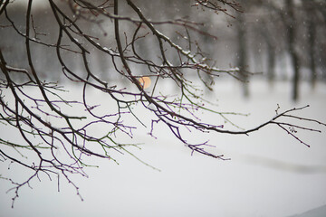 tree branches covered with snow on a cold and snowy winter day