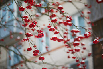 Red ripe ashberries covered with snow on winter day
