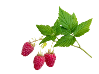 Raspberries and leaves branch isolated transparent png. Three dangling red berries.