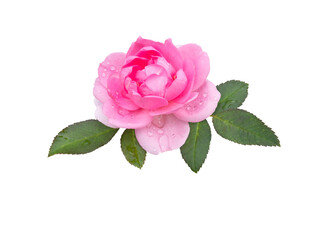 Bright pink rose flower with leaves and water drops isolated transparent png