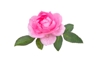 Bright pink rose flower with leaves and water drops isolated transparent png