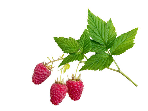 Raspberries and leaves branch isolated transparent png. Three dangling red berries.